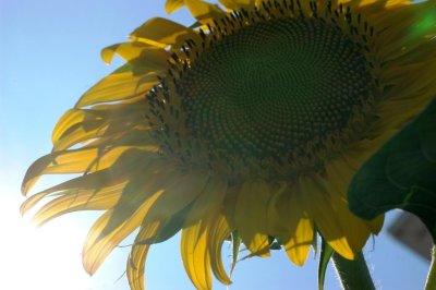 sunflower9.jpg