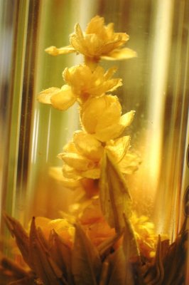 tea flower5.jpg