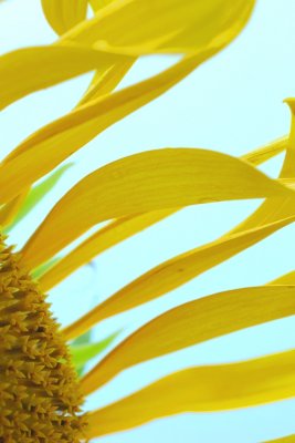 yellow waves.jpg