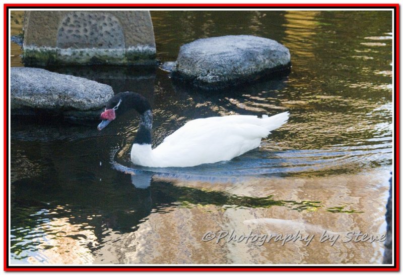 DSC_5466A.jpg