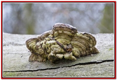 DSC_8695A.jpg