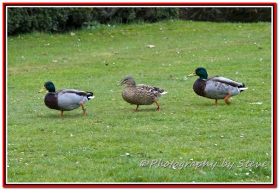 DSC_8713A.jpg