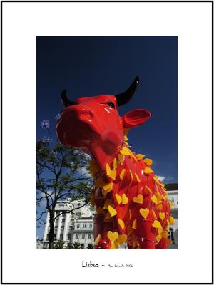 Cows in Lisboa 4