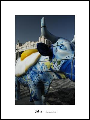 Cows in Lisboa 9