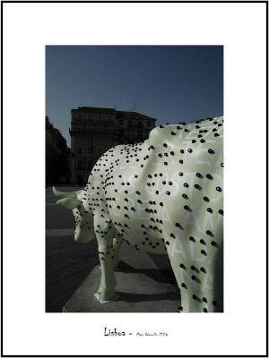 Cows in Lisboa 11