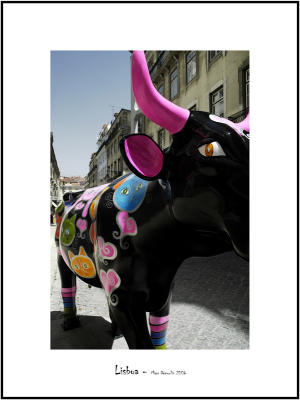 Cows in Lisboa 18