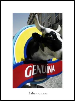Cows in Lisboa 19