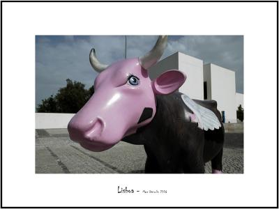 Cows in Lisboa 23
