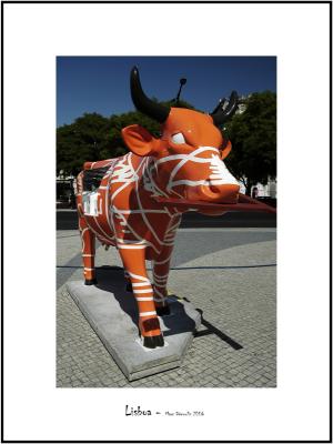Cows in Lisboa 25