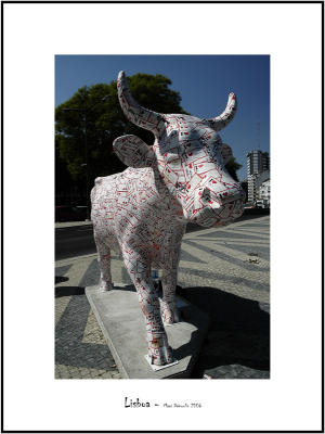 Cows in Lisboa 27
