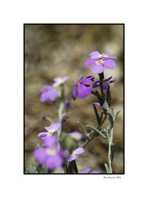 Flowers in the pine wood 2