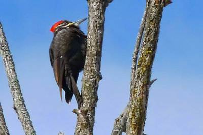 Pileated Woodpecker P1030067