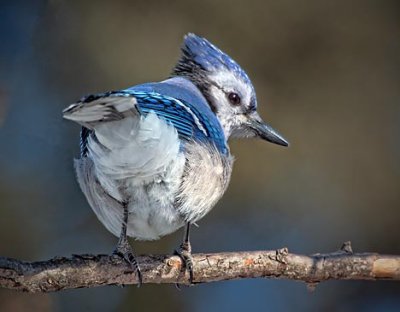 Blue Jay Tailfeathers 24380