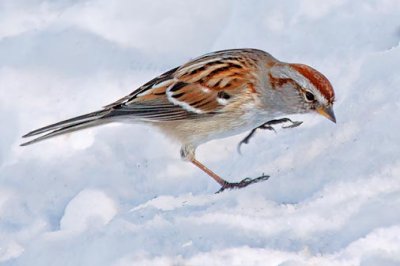 Sparrow On Snow 24381