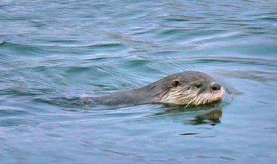 Otter In Irish Creek 06721