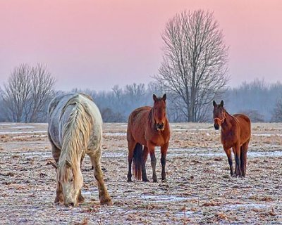Three Horses At Dawn 20110315