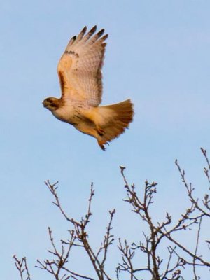 Red-tailed Hawk Taking Flight 07445