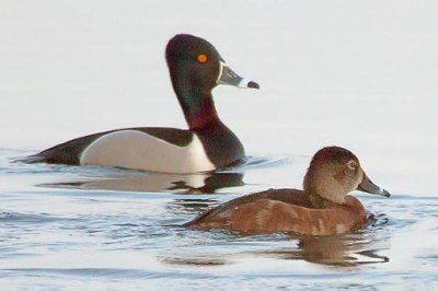 Ring-necked Ducks 24679A