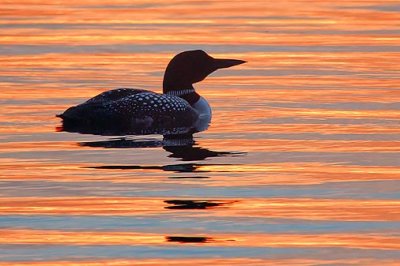 Loon At Sunset 24574