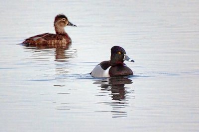 Ring-necked Ducks 24695