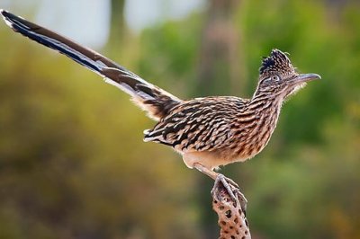 Roadrunners of the US Southwest