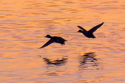 Ducks In Flight Silhouettes 20110422