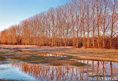 Tree Row Reflection DSCF01272