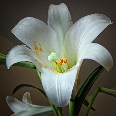 Easter Lily 20110423