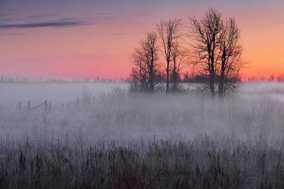 Trees In Mist 09206