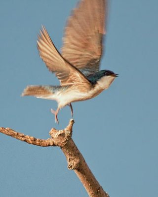 Swallow Taking Flight 20110506
