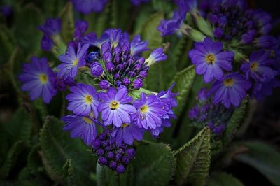 Purple Flowers 24752