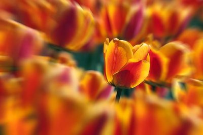 Red & Yellow Tulips 25156