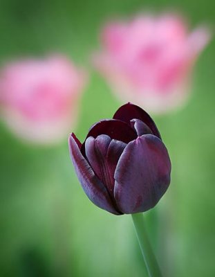 Three Tulips 20110514