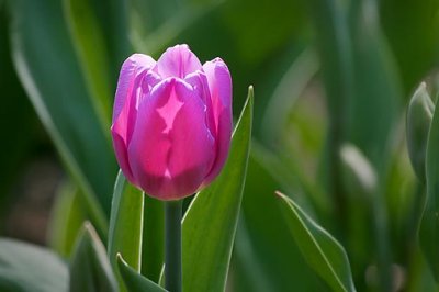 Backlit Purple Tulip 25199