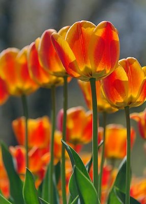 Backlit Orange Tulips 09726