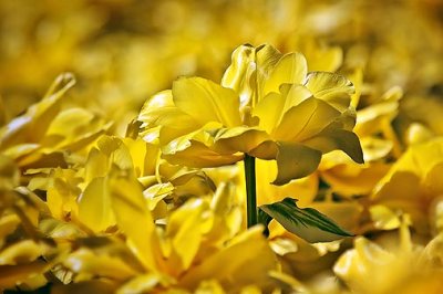 Yellow Tulips 25214