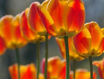 Backlit Orange Tulips 09726A