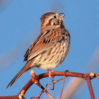 Singing Sparrow 20110515