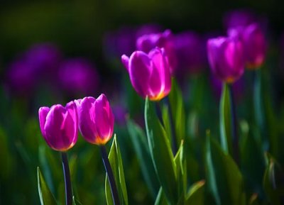 Backlit Purple Tulips 25202
