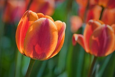 Red & Orange Tulip 25155