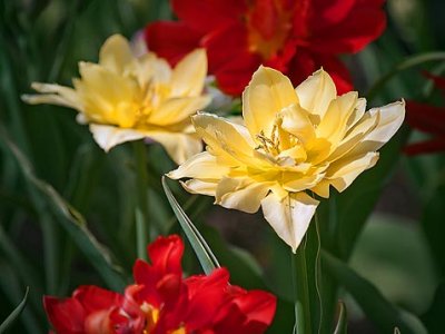 Four Tulips 25181