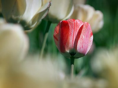 Lone Red Tulip 25187
