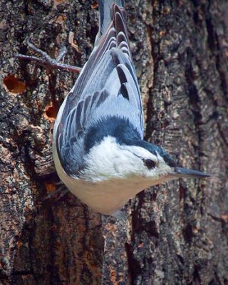 White-breasted Nuthatch 25142
