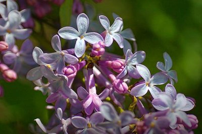 Lilac Closeup 25369