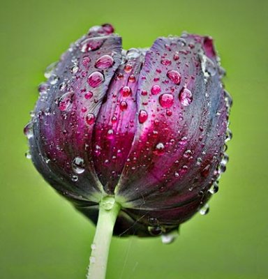 Wet Tulip 20110527