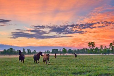 Friendly Horses At Sunrise 10254