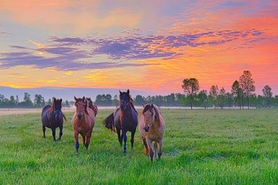 Friendly Horses At Sunrise 20110530