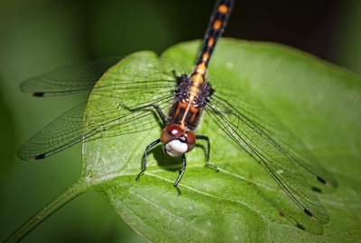 Dragonfly On A Leaf 20110605