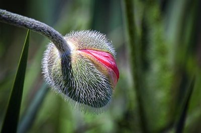 Budding Poppy 25421