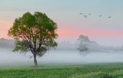 Misty Dawn 10579